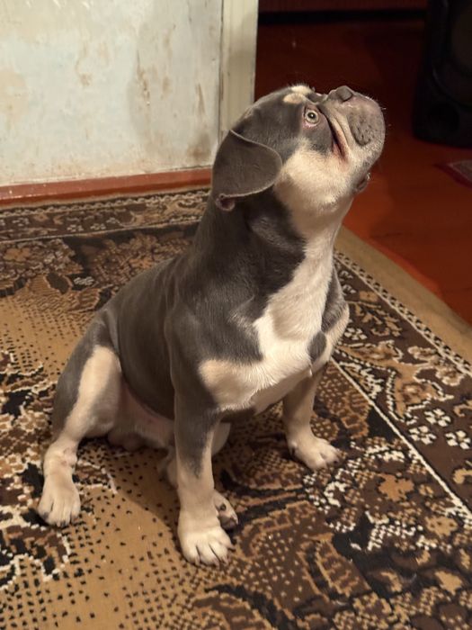 Французкий Бульдог