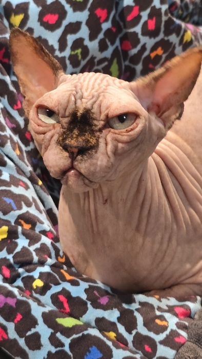 Kotka Sfinks po kastracji  z wyprawką – cudowny charakter!