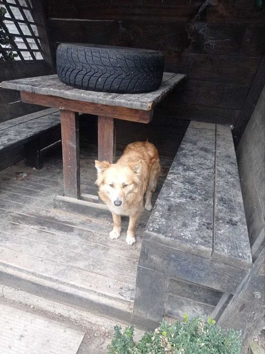 Собакі стерилізовані