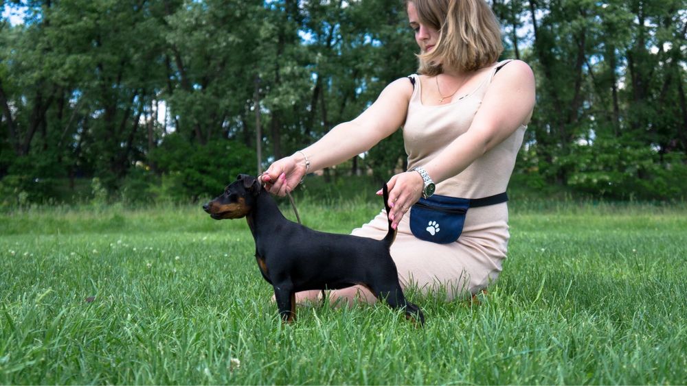 Хлопчик Цвергпінчера