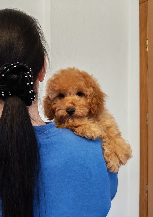 Той пудель мальчик