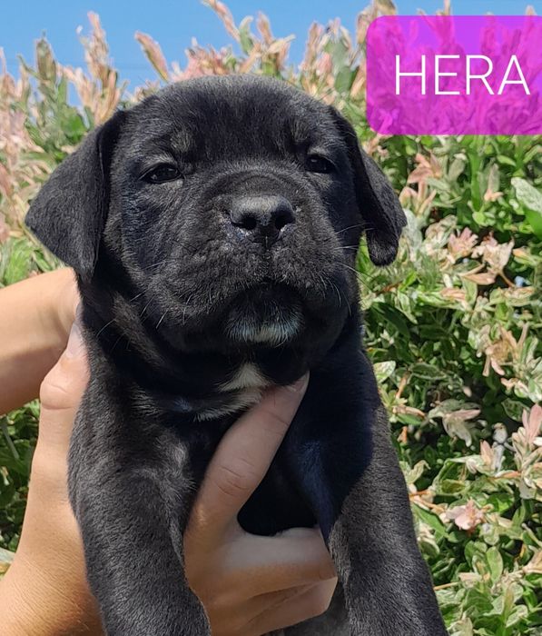 Cane Corso Szczeniak