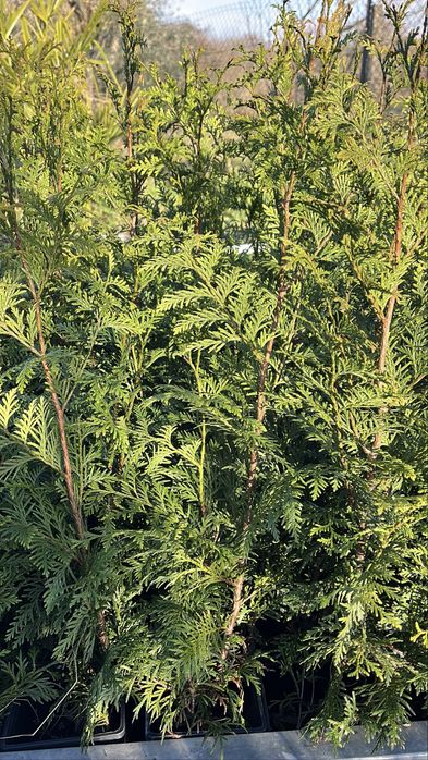 Tuia Plicata “Gelderland” – Cerca Viva Rápida e Densa