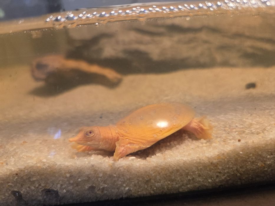 Żółwiak chiński Albino (Pelodiscus sinensis)