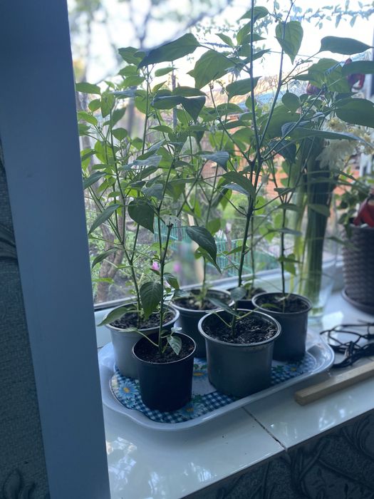 Острый перец оогонь Гірстрий перец вогник