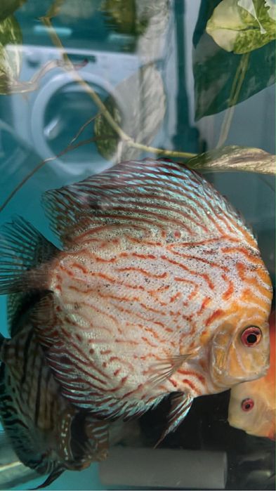 Discus Adultos