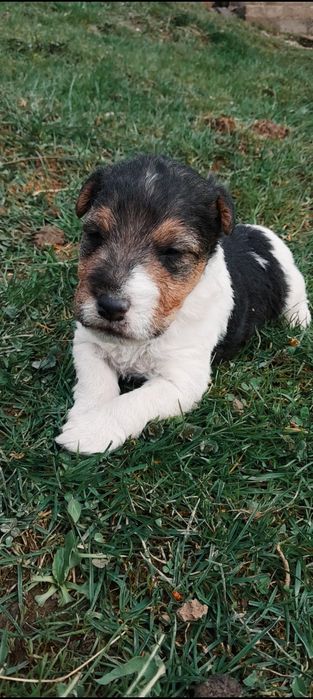 Хлопчик жорсткий Фокс