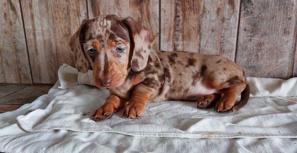 Teckel chocolate merle