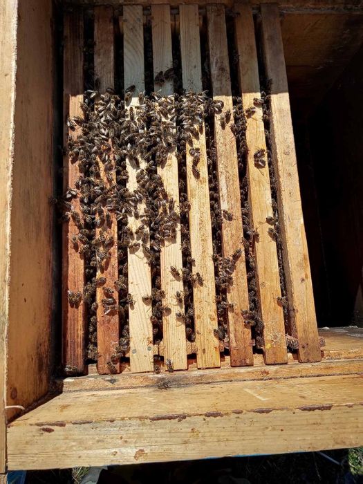 Продам пасіку