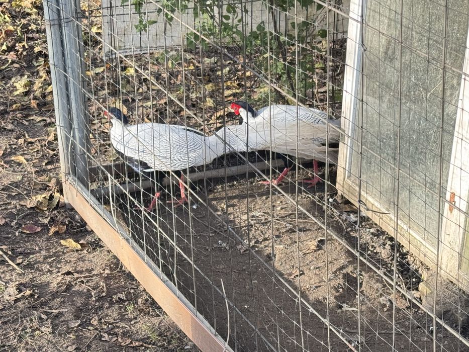 Bażant srebrny kury koguty lęgowe
