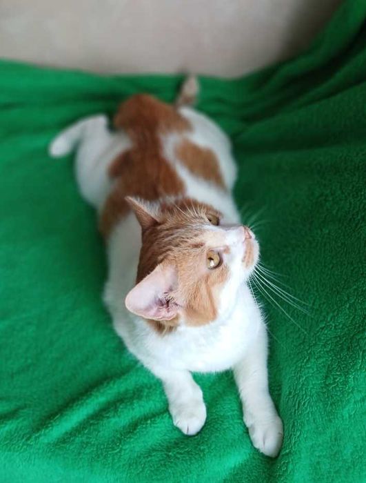 Безумно ласковая кошка Ива, бело-рыжая, 5 лет