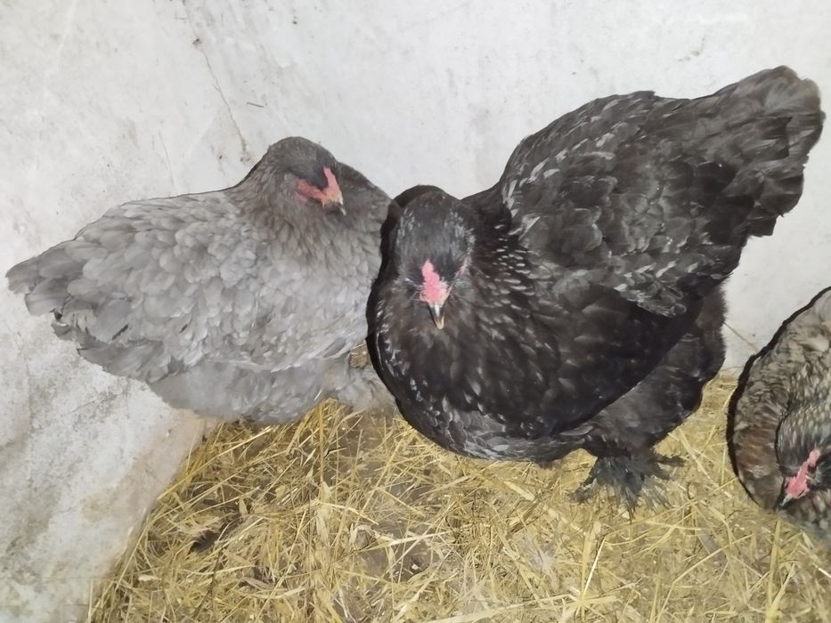 Casal Brahama Silver