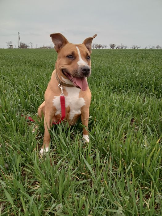 Шукаю господарів цієї красуні.