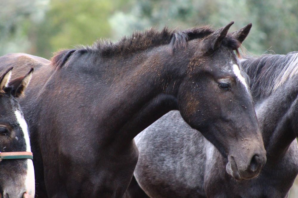 Poldra Ubana muito tipica