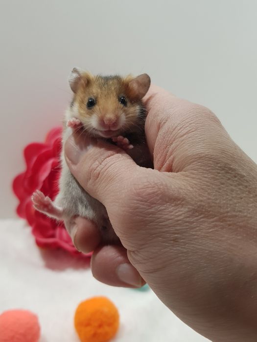 Chomik syryjski (Mesocricetus auratus) maluszki