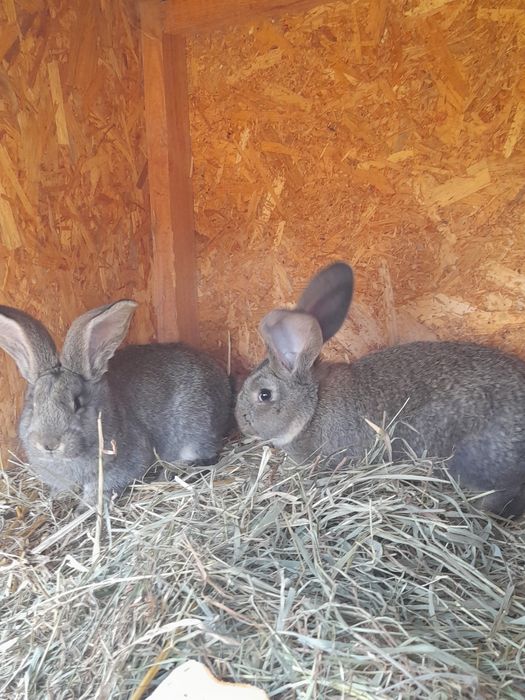 Sprzedam młode belgi