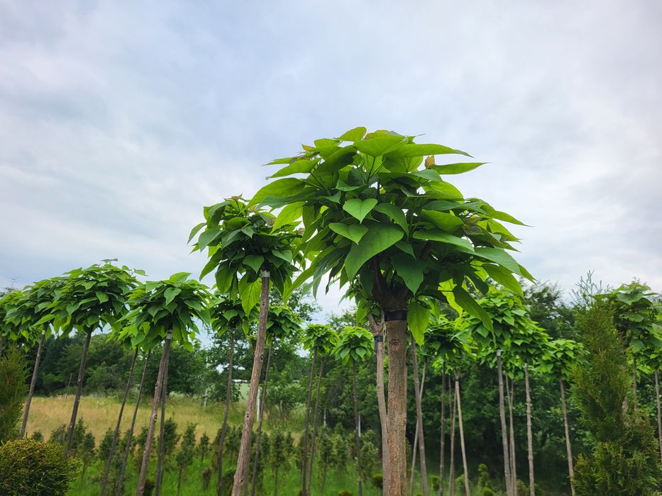 Katalpa, surmia, katalpy, drzewka ozdobne PROMOCJA