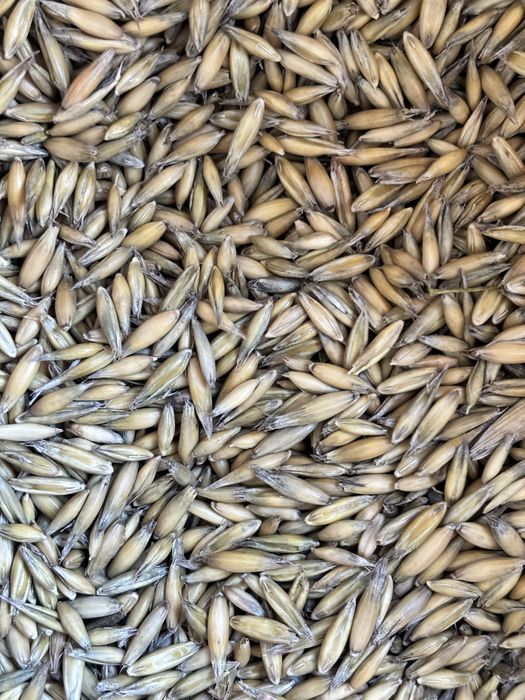 Owies ekologiczny z certyfikatem