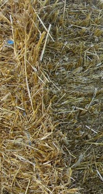 Sprzedam słomę świeżą