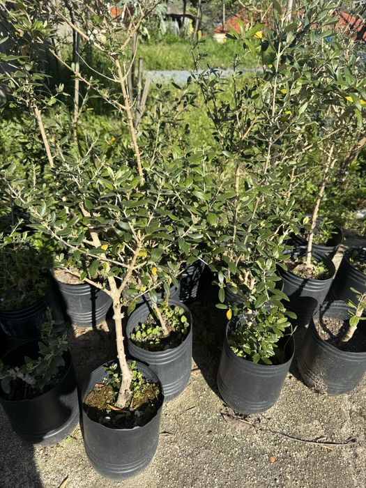Oliveiras jovens à venda - Plantas resistentes e faceis de cuidar