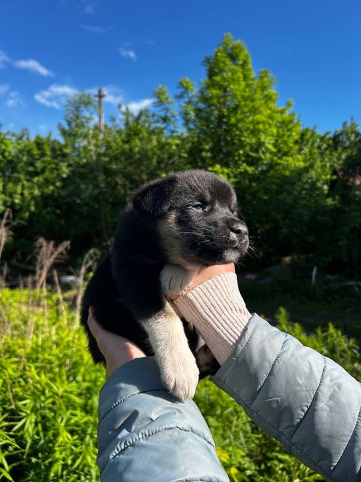 Щенки щеночки цуценята