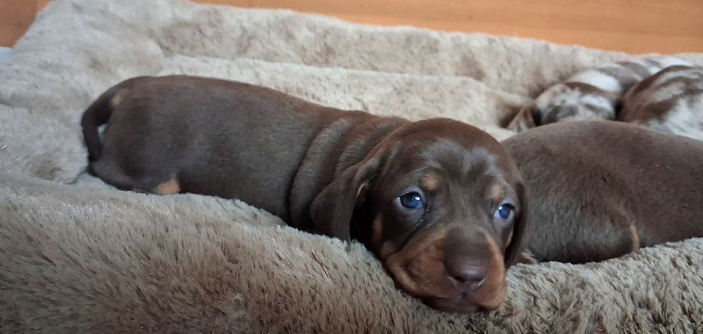 Jamnik choco merle standard