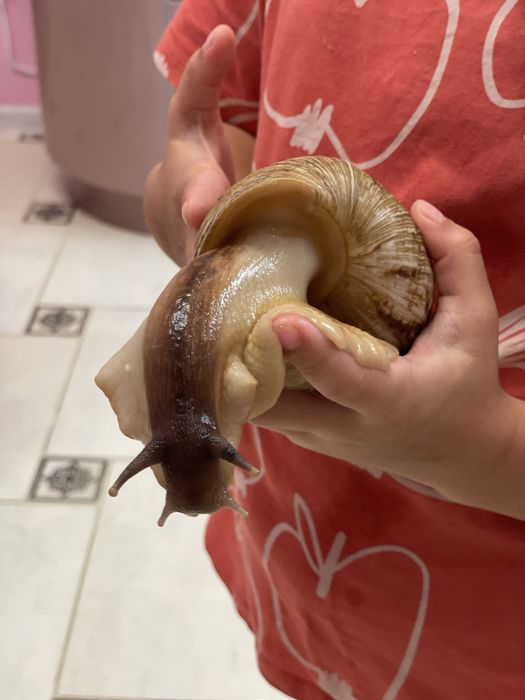 Ахатіна, равлики 15  см .великі  2 шт