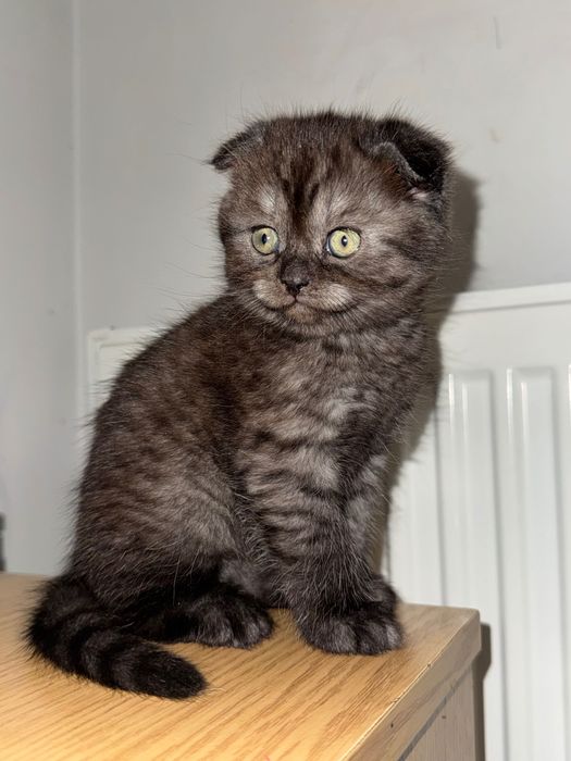 Плюшевий шотландський висловухий хлопчик шукає любʼячу сімʼю