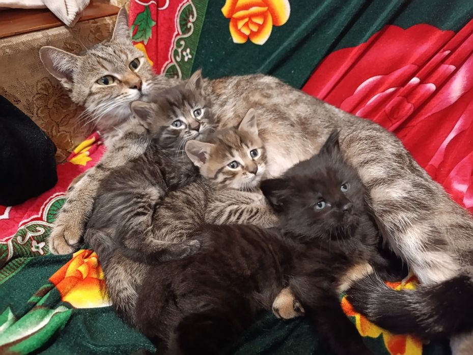 Кошенята шукають дім