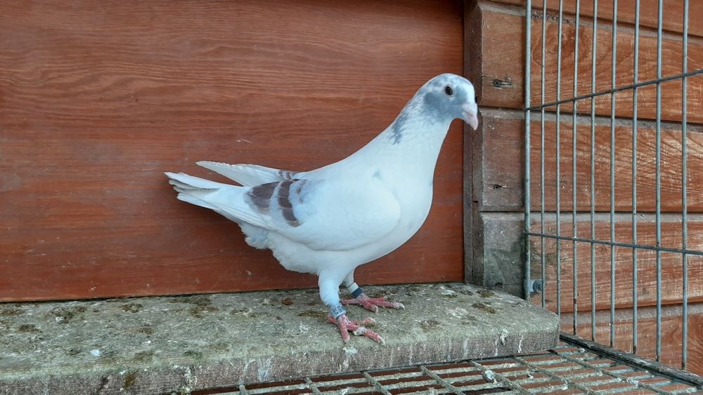 Ptaki pocztowe krase mozaik. 25r