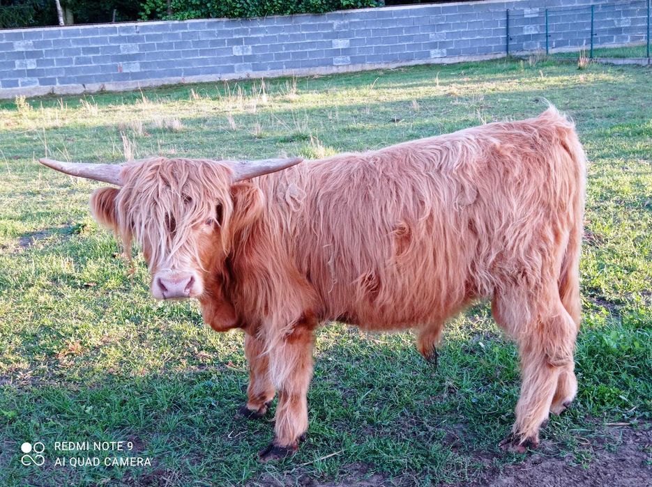Bydło highland catlle