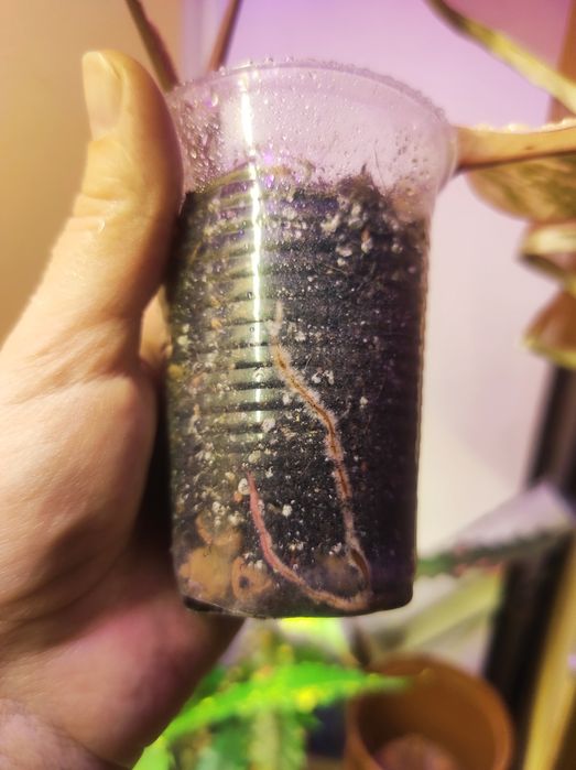 Philodendron Strawberry shake/Emerald red