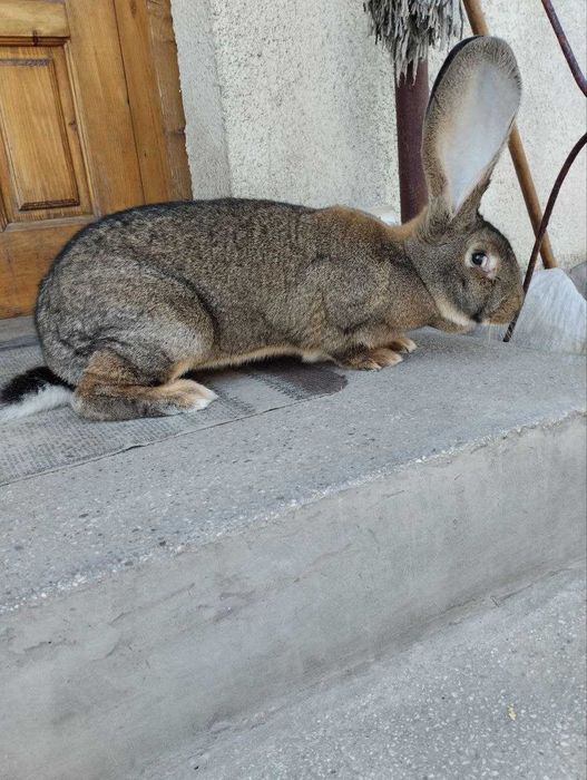 Сірий і білий велетень ,струкач вага батьків 9кг