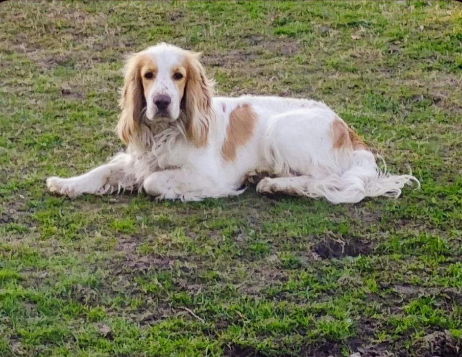 Reproduktor Cocker Spaniel Angielski orange-roan