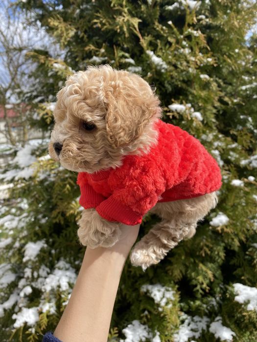 Міні карамельки мальтипу