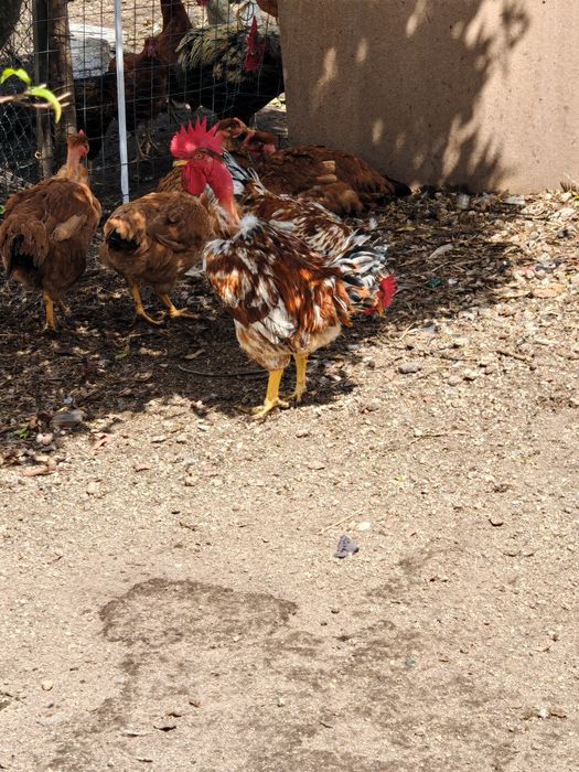 Frangos do campo