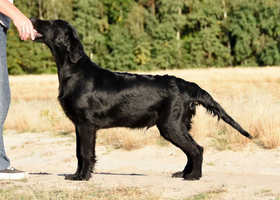 FLAT COATED RETRIEVER - czarny wystawowy chłopczyk