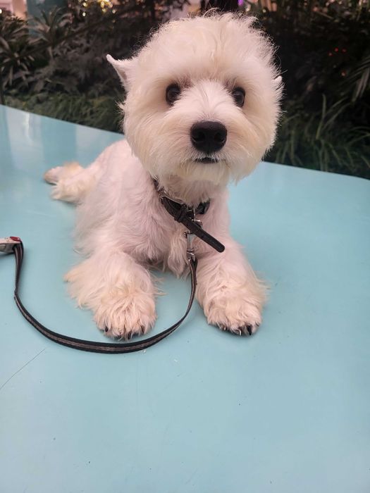 Вест Хайленд Уайт Тер'єр/West Highland White Terrier, цуценята .