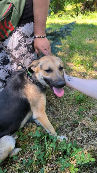 Чудовий хлопчик шукає родину пес мальчик собака безкоштовно притулок