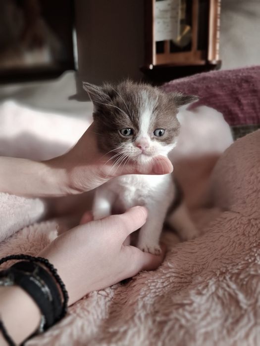 Kot Brytyjski  kocurek