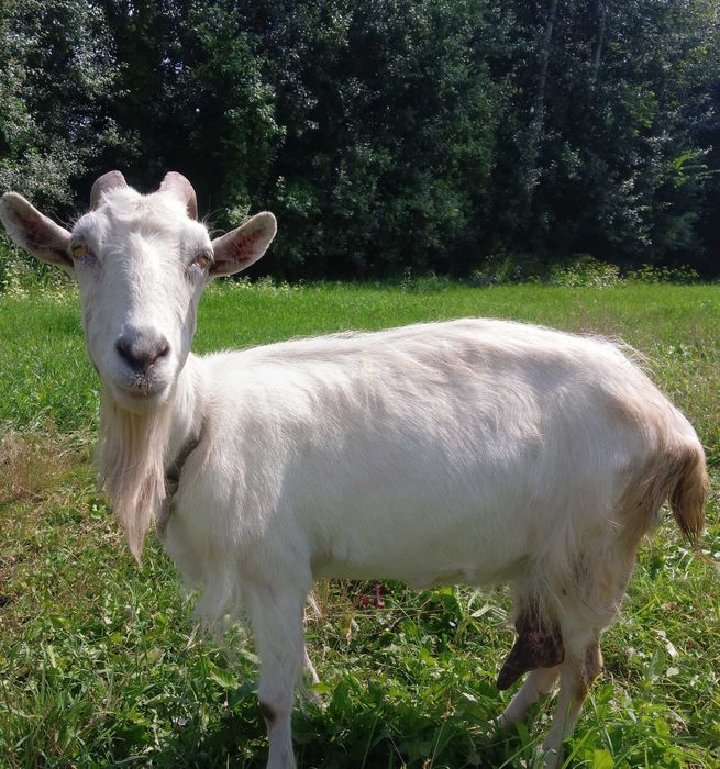 Продам дійних коз