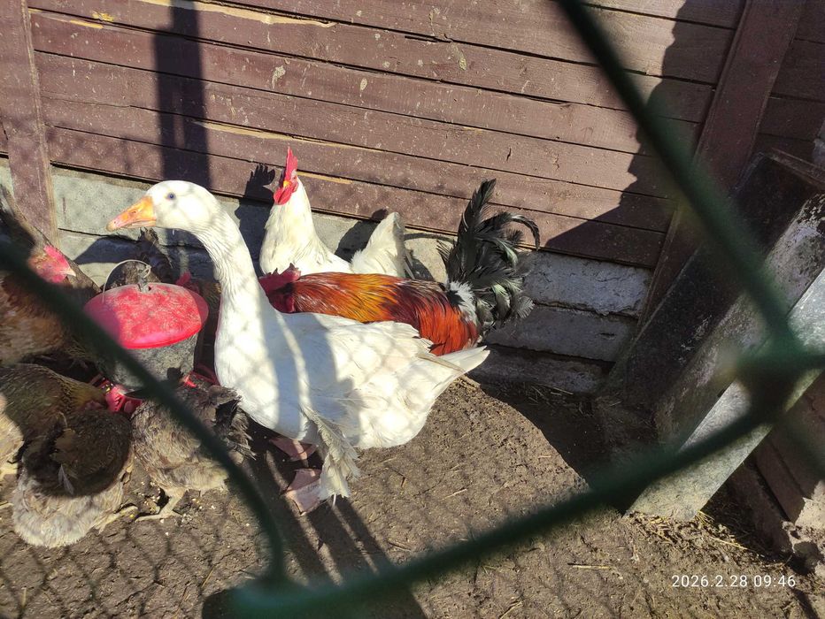 Gęś biała kołudzka, owsiana. Gąska