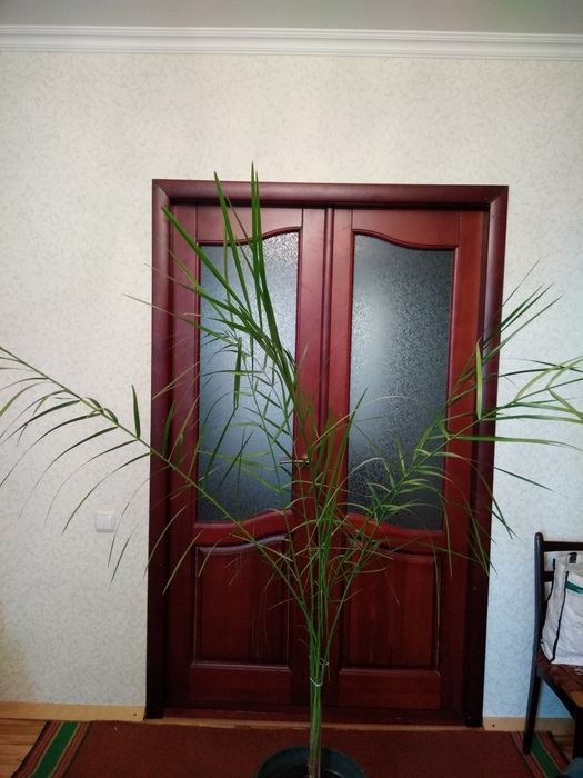 Комнатный цветок ПАЛЬМА