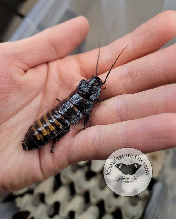 Karaczan madagaskarski - imago 5-8cm (Gromphadorhina portentosa)