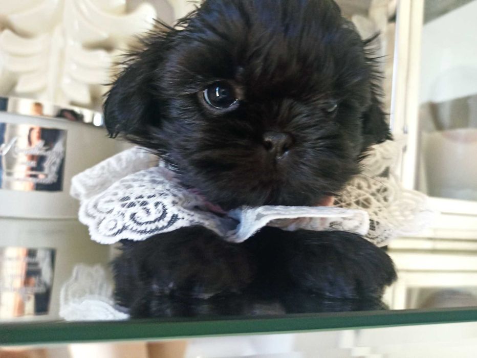 Masza***wyjątkowa suczka shih tzu