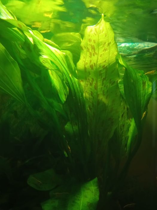 Roślin akwariowe - Echinodorus /Zabienice/  - Promocja