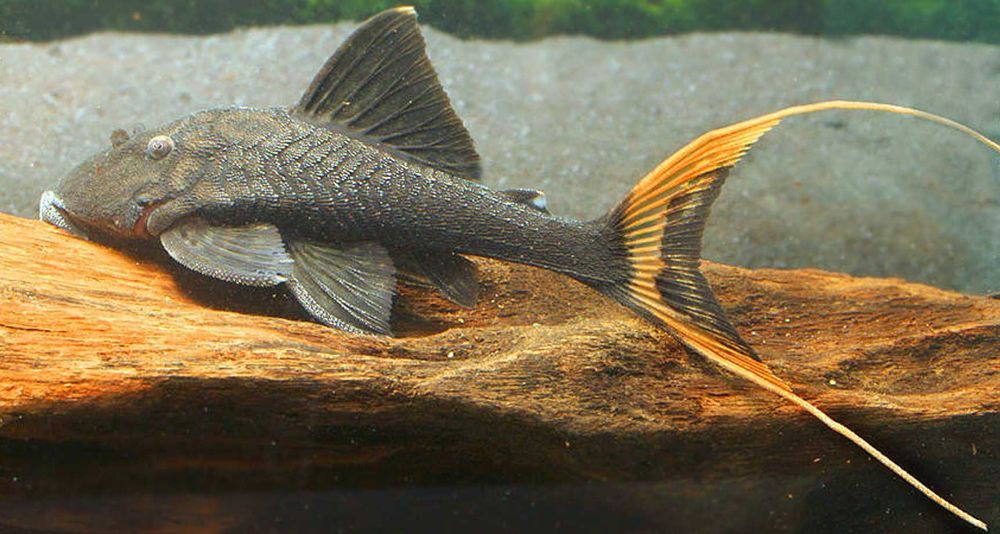Zbrojnik L090 - Panaque bathyphilus - ODŁÓW - WF - dowóz, wysyłka
