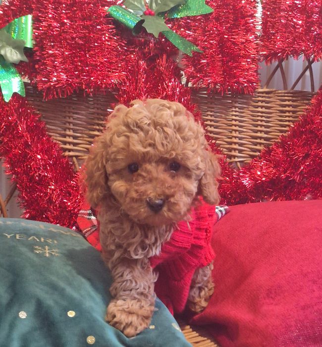 Dziewczinka pudel Toy. Gotowa do odbiory