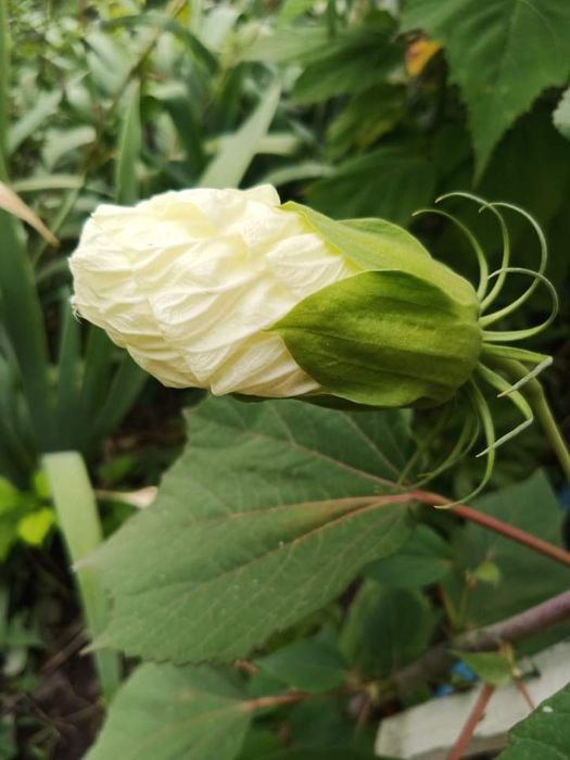 Гібіскус трав'яний