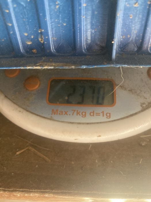 Кріль строкача народженний 11січня